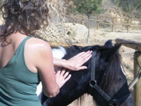 awakening with horses open dharma
